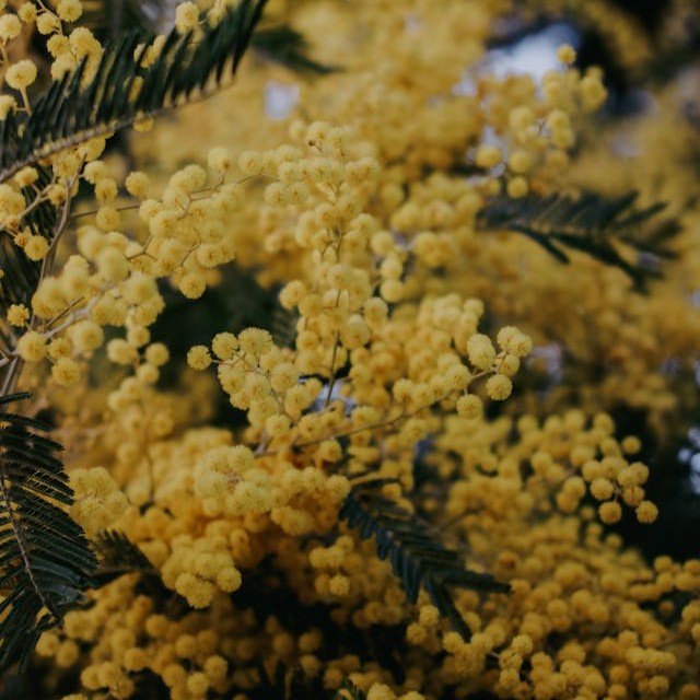 acacia-blossom