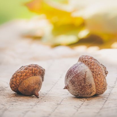 acorns
