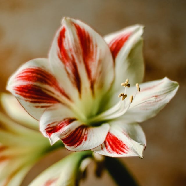 amaryllis