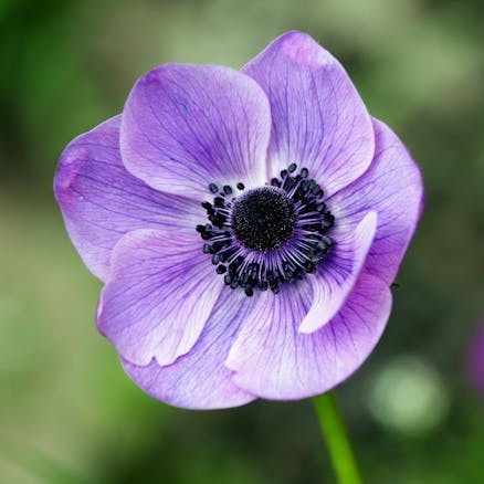 anemone