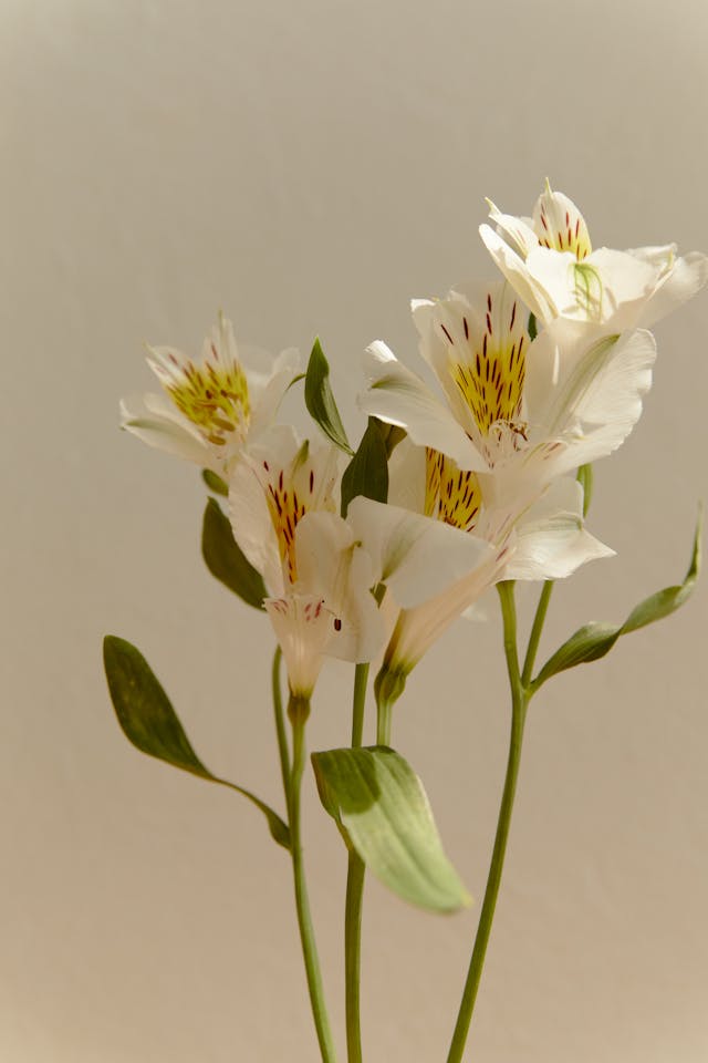 alstroemeria
