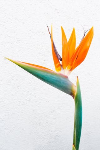 bird-of-paradise