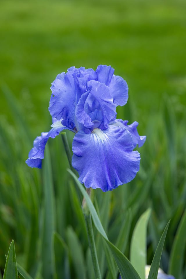 blue-iris