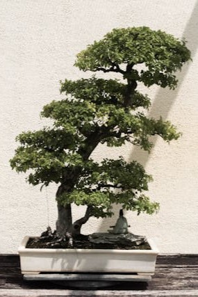 bonsai