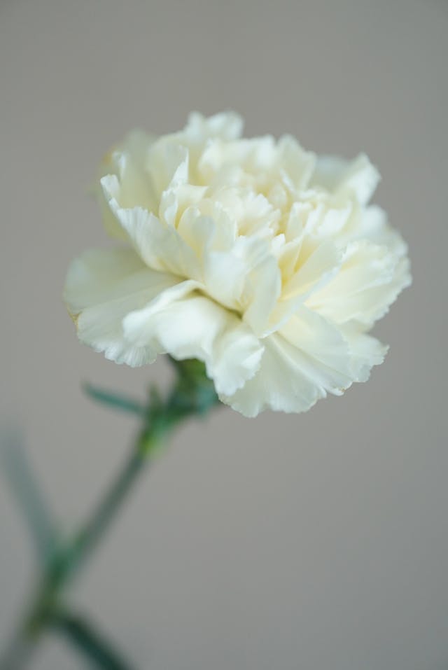 white-carnation