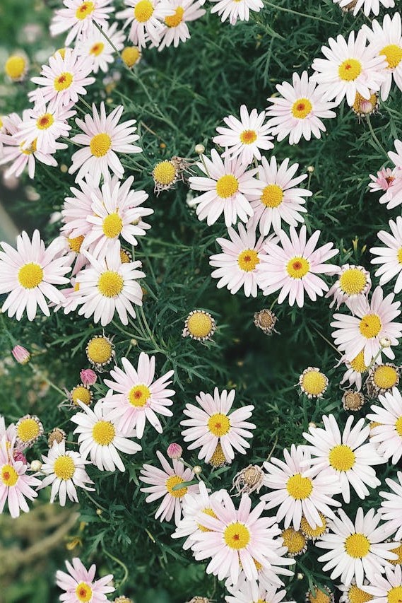 daisies