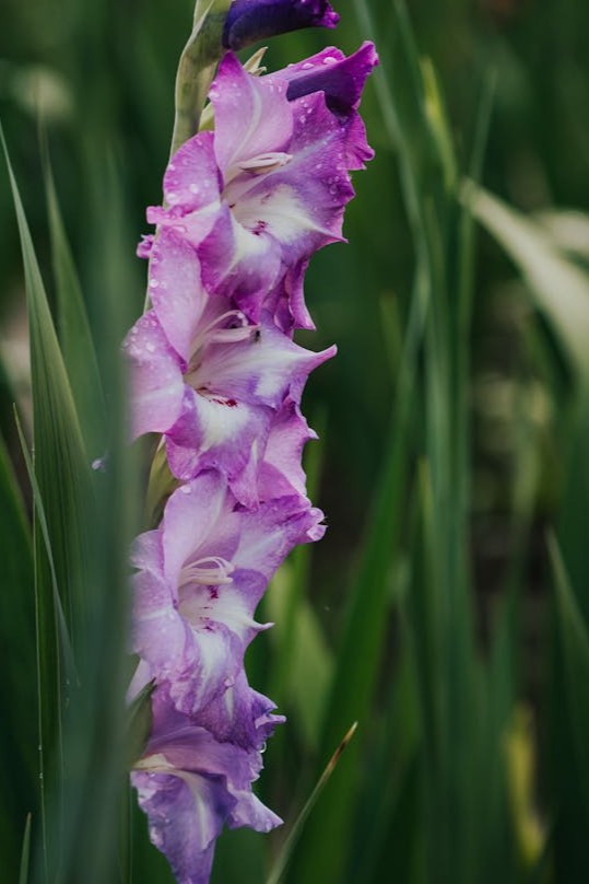 gladiolus