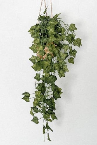 ivy-plant