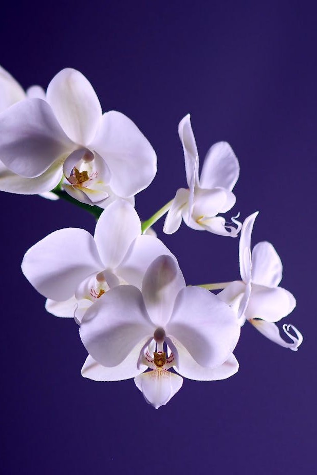 orchid