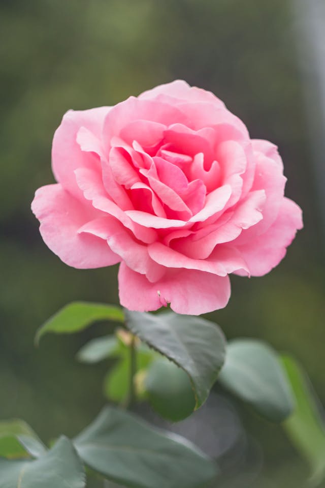 pink-rose