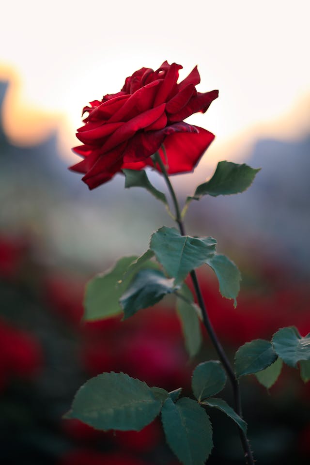 red-rose