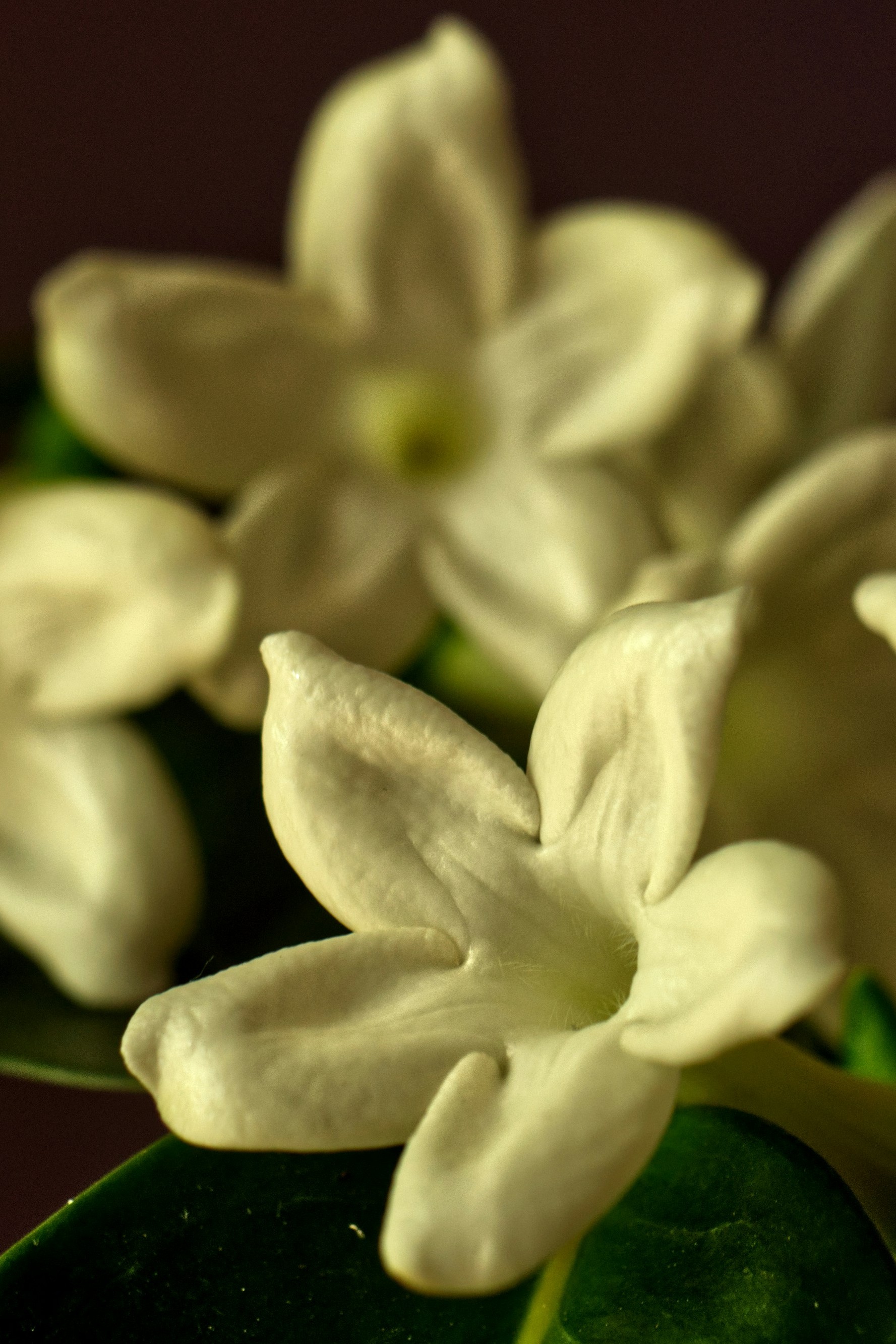 stephanotis