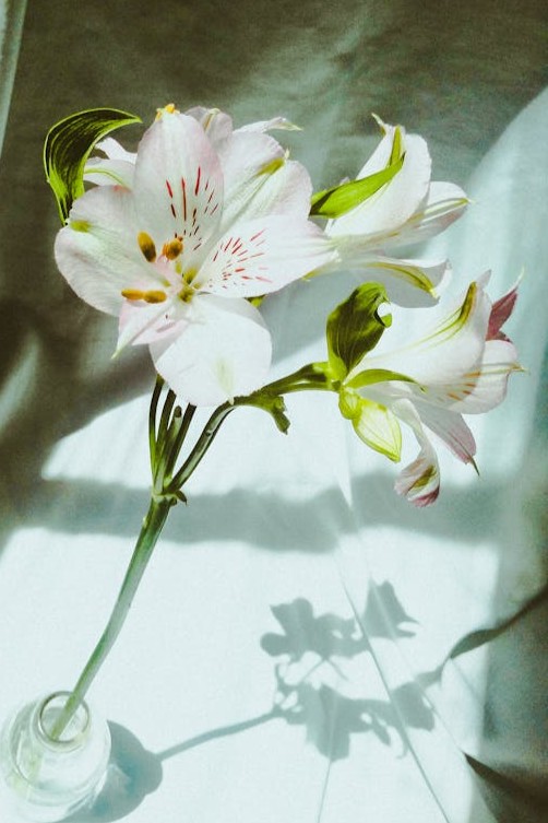 white-lilies