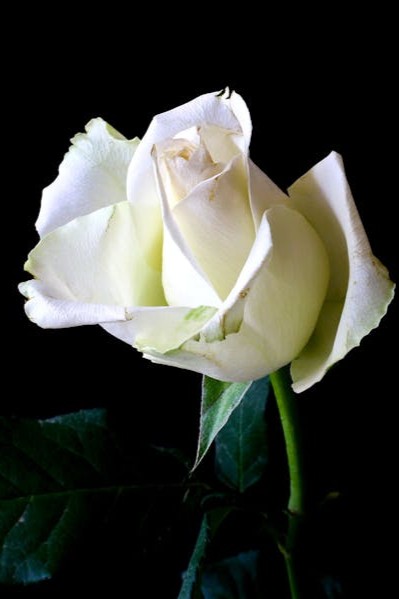 white-rose