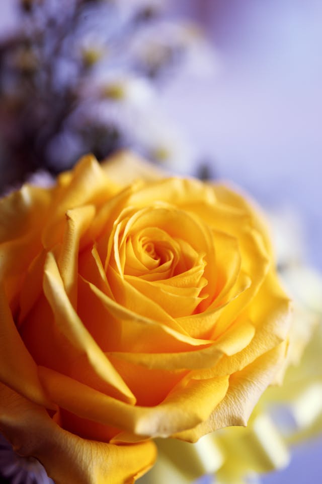 yellow-rose
