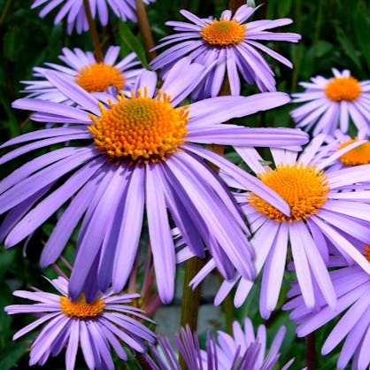 aster