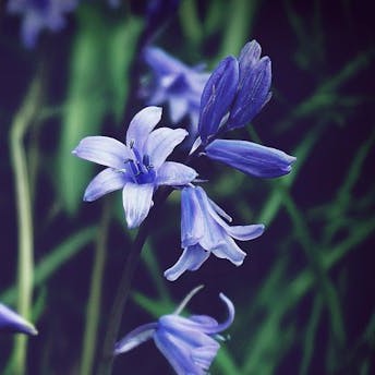 bluebell
