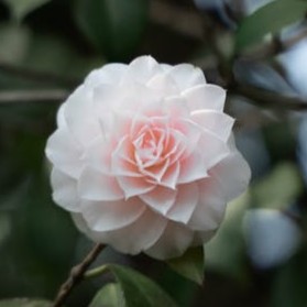 camellia-white