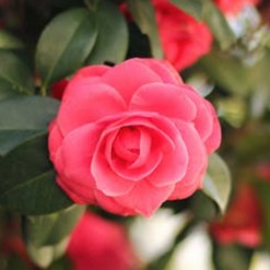 camellia-pink