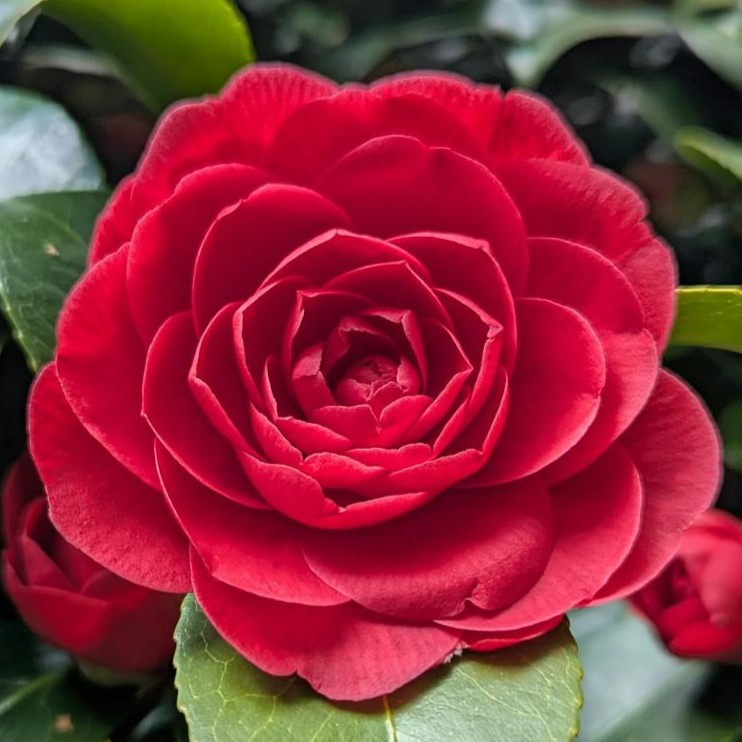 camellia-red