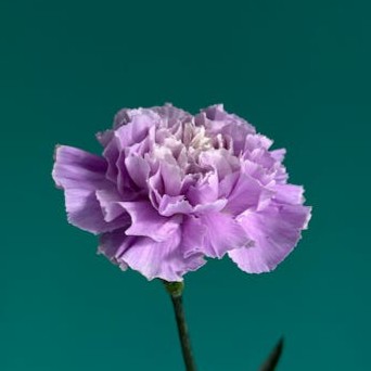 carnation-purple