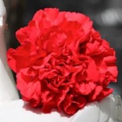 carnation-red