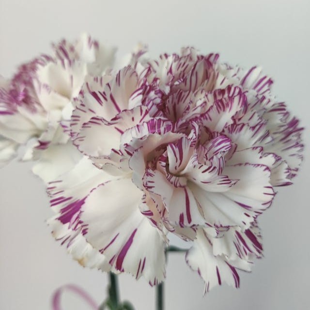 carnation-striped