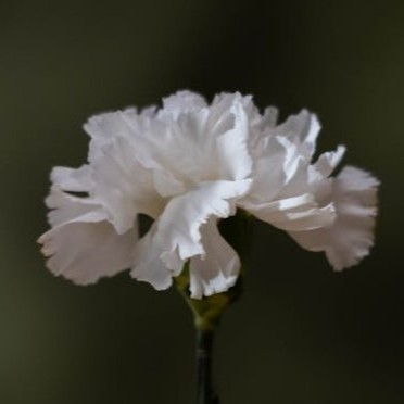 carnation-white
