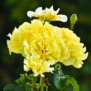 carnation-yellow