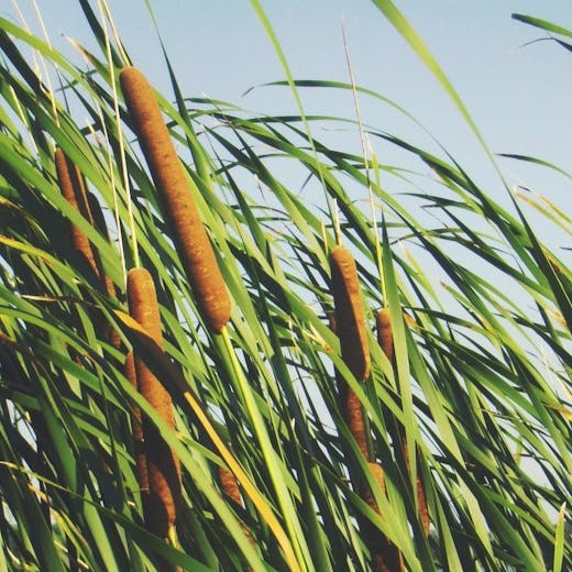 cattails