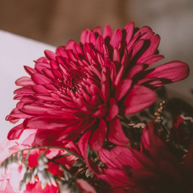 chrysanthemum-red