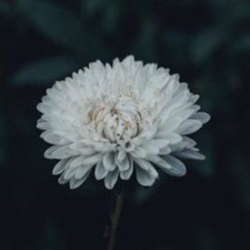 chrysanthemum-white