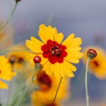 coreopsis