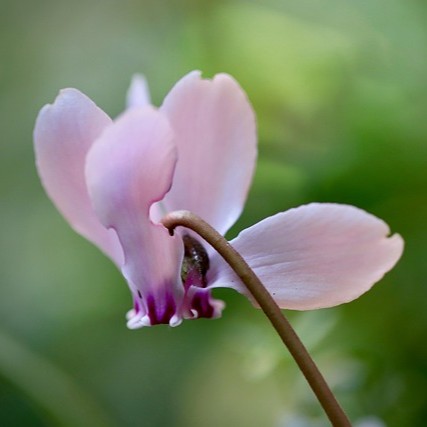 cyclamen