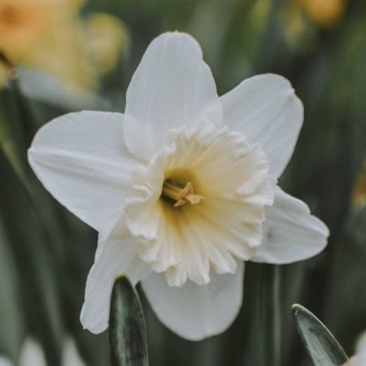 daffodil