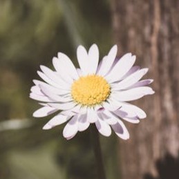 daisy