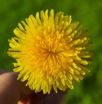 dandelion