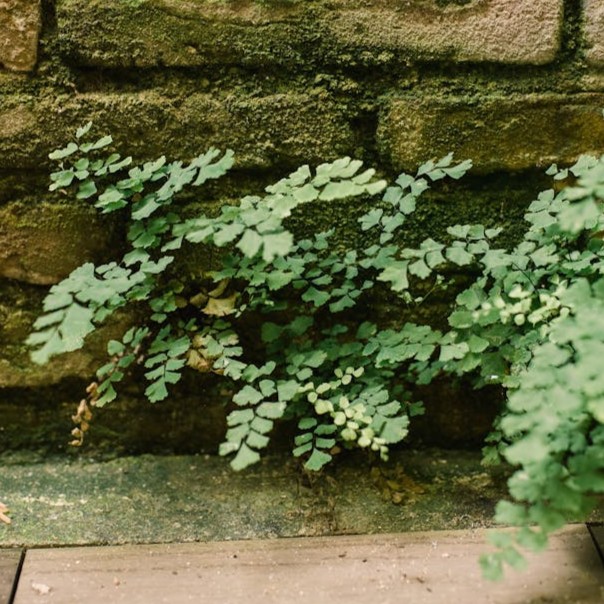 fern-maidenhair