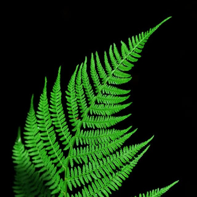 fern